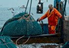 Журналист рассказал о том, как в погоне за прибылью уничтожаются рыбные запасы Баренцева моря